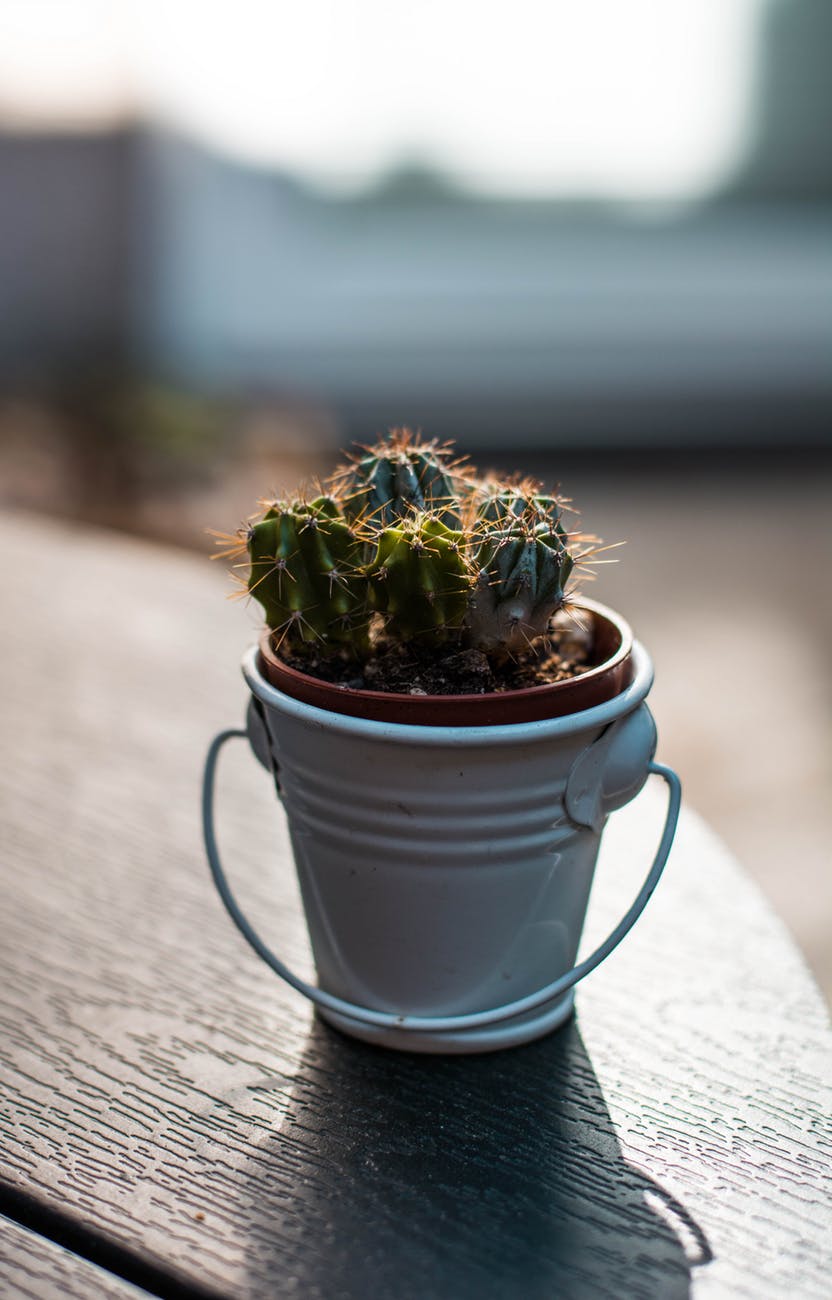closeup photography of green cactus plant on pail