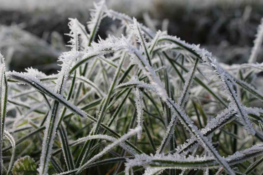 close up cold environment flora